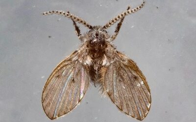 Como acabar com mosquitos de banheiro na cozinha