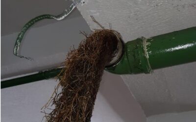 Desentupimento de Canos Afetados por Raízes de Árvores: Soluções Eficientes para um Problema Intrusivo