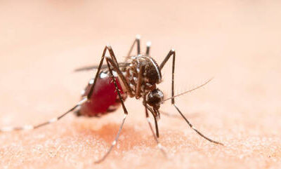São Paulo registra mais de 318 mil casos de dengue e 284 mortes pela doença em 2023