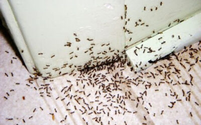 Como matar formigas dentro de casa?